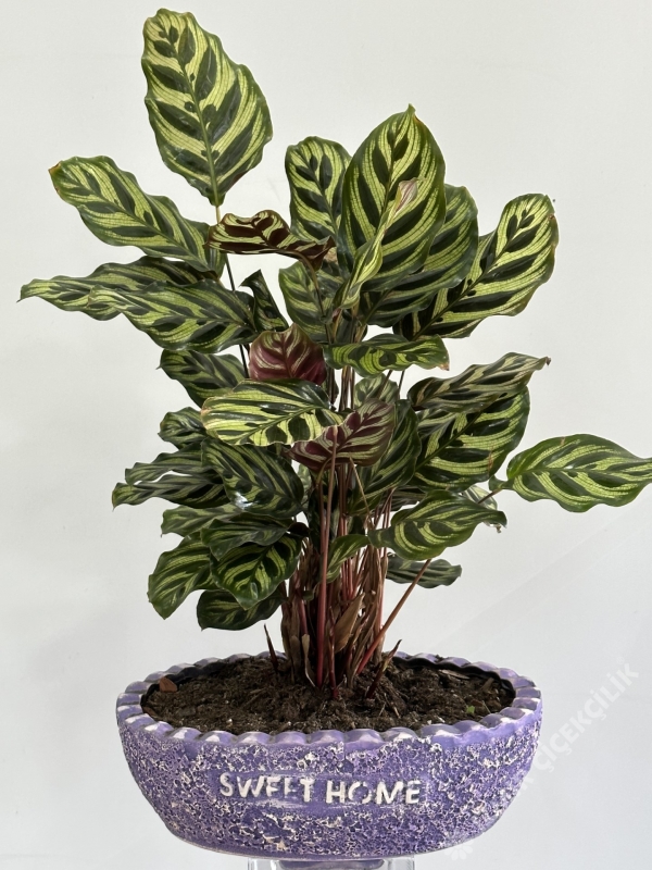 Dekoratif Saksıda Calathea