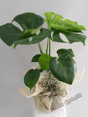 Saksıda Deve Tabanı ( Monstera ) 65 cm